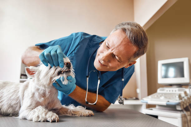 Best Dental Abscess Treatment in El Segundo, CA